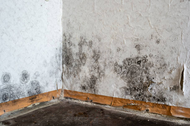 Best Mold Remediation  in Crownsville, MD